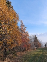 alberi